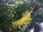 Grappe de fleurs de Grevillea Moonlight, Fleurs de Grevillea Moonlight, Graines de Grevillea Moonlight, Semences Grevillea Moonlight