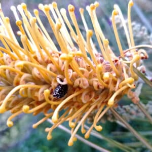 Floraison de Grevillea Moonlight, Fleurs de Grevillea Moonlight, Graines de Grevillea Moonlight, Semences de Grevillea Moonlight