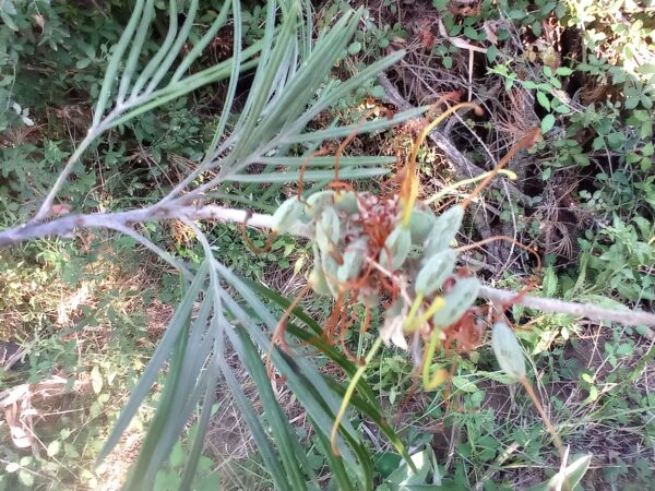 Fruits Grevillea Moonlight, fructification Grevillea Moonlight, graines de Grevillea Moonlight, semences Grevillea Moonlight