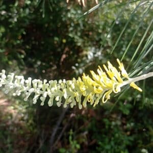 Floraison de Grevillea Moonlight, Fleurs de Grevillea Moonlight, Graines de Grevillea Moonlight, Semences de Grevillea Moonlight