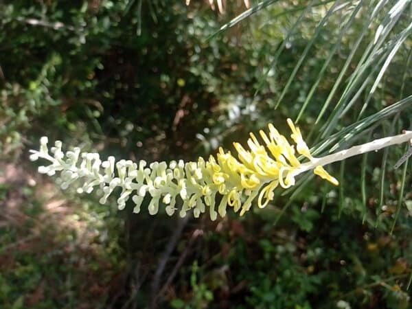 Floraison de Grevillea Moonlight, Fleurs de Grevillea Moonlight, Graines de Grevillea Moonlight, Semences de Grevillea Moonlight