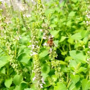 Inflorescences de Basilic vanille, Floraison de Basilic 'Blue spice', Basilic vanille en fleurs, graines de Basilic vanille, semences Basilic 'Blue spice'