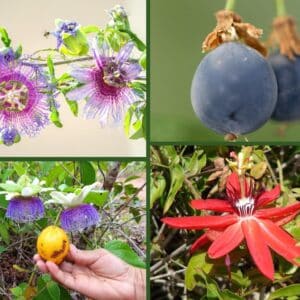 Variétés de passiflores en mélange, graines passiflore en mélange, passiflora mix