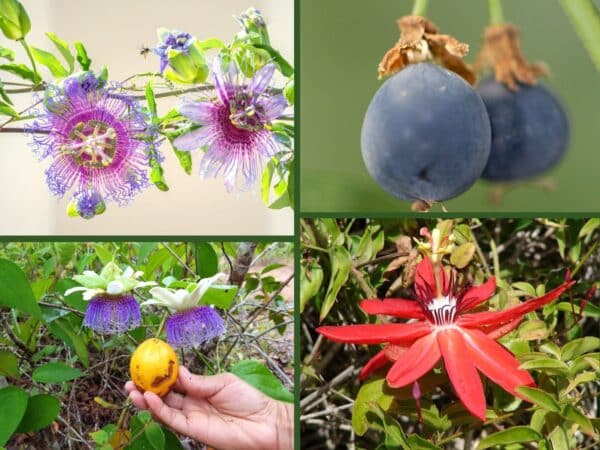 Variétés de passiflores en mélange, graines passiflore en mélange, passiflora mix