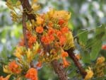 Fleurs de Castanospermum australe, Châtaignier de Morton en fleurs, Graines de Castanospermum australe, Graines de Châtaignier de Morton