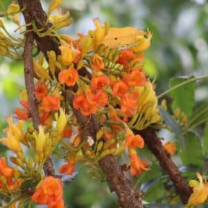 Fleurs de Castanospermum australe, Châtaignier de Morton en fleurs, Graines de Castanospermum australe, Graines de Châtaignier de Morton