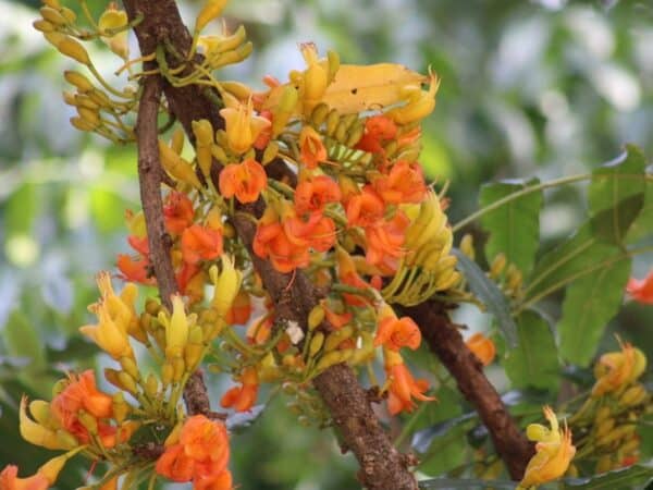 Fleurs de Castanospermum australe, Châtaignier de Morton en fleurs, Graines de Castanospermum australe, Graines de Châtaignier de Morton