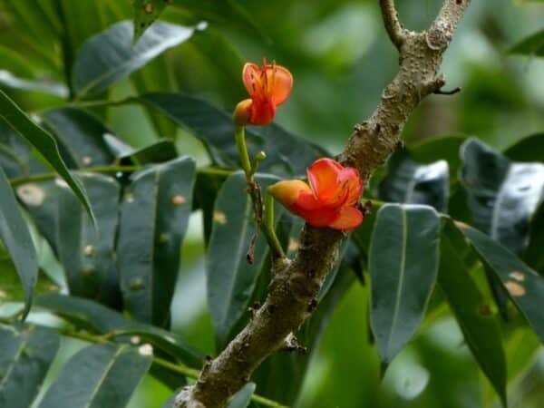 Fleurs de Castanospermum australe, Détails d'une fleur du Châtaignier de Morton, Graines de Castanospermum australe, Graines de Châtaignier de Morton