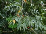 Feuilles de Castanospermum australe, Feuillage du Châtaignier d'Australie, Graines de Castanospermum australe, Graines de Châtaignier de Morton