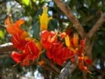 Fleurs de Castanospermum australe, Fleurs de Châtaignier de Morton, Graines de Castanospermum australe, Graines de Châtaignier de Morton