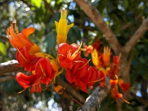 Fleurs de Castanospermum australe, Fleurs de Châtaignier de Morton, Graines de Castanospermum australe, Graines de Châtaignier de Morton