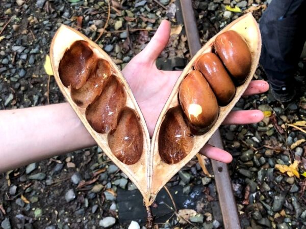 Gousses de Castanospermum australe, Fruits et graines de Châtaignier de Morton, Graines de Castanospermum australe