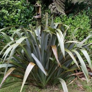 Culture de Phormium tenax, Culture de Lin des Montagnes, Graines de Phormium tenax, Graines de Lin des Montagnes