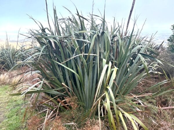 Plantation de Phormium tenax, Culture de Lin des Montagnes en milieu naturel, Graines de Phormium tenax, Graines de Lin des Montagnes