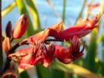 Fleurs de Phormium tenax, Fleurs de Lin des Montagnes, Graines de Phormium tenax, Graines de Lin des Montagnes