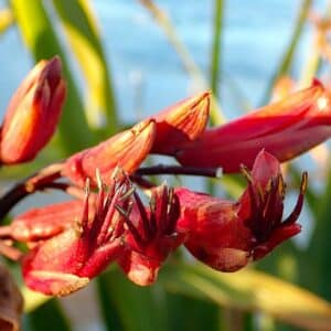 Fleurs de Phormium tenax, Fleurs de Lin des Montagnes, Graines de Phormium tenax, Graines de Lin des Montagnes