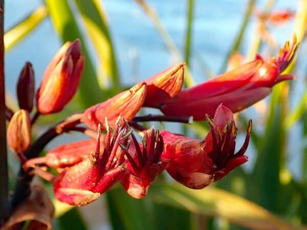 Fleurs de Phormium tenax, Fleurs de Lin des Montagnes, Graines de Phormium tenax, Graines de Lin des Montagnes