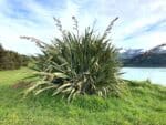 Vue générale de Phormium tenax, Vue générale du Lin des Montagnes, Graines de Phormium tenax, Graines de Lin des Montagnes