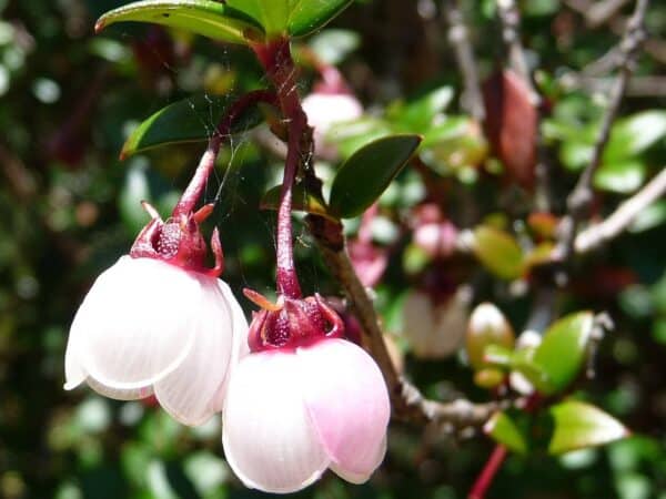 Ugni molinae en fleurs - Fleurs de Goyavier du Chili