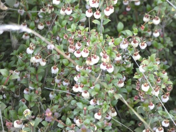 Fleurs d'Ugni molinae, Goyavier du Chili en fleurs, Graines d'Ugni molinae, Graines de Goyavier du Chili, Graines d'Ugni