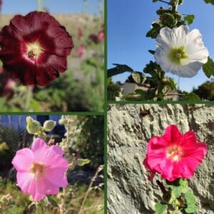 Roses trémières en mélange, Alcea rosea mix, graines de rose trémière, graines de rose trémière en mélange, graines Alcea rosea mix