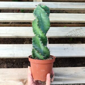 Cereus forbesii spiralis, Plant de Cereus forbesii spiralis