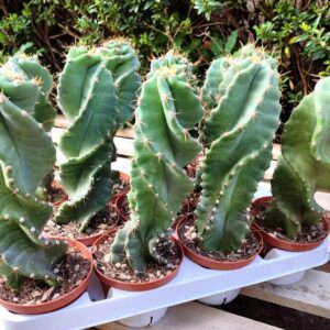 Cereus forbesii spiralis, Plants de Cereus forbesii spiralis