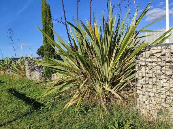 Phormium tenax Variegatum, Lin de nouvelle-Zélande panaché, graines de Phormium tenax Variegatum, graines Lin de nouvelle-Zélande panaché